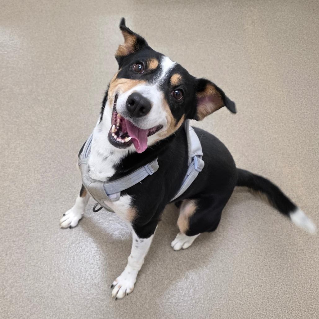 Enlarge Buck, a Adoptable Hound in Chatham, VA image 2/6