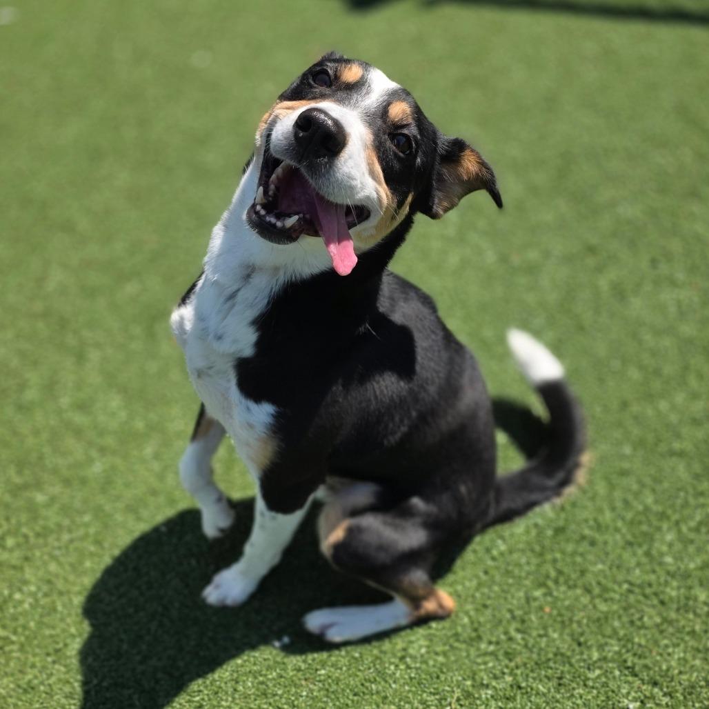 Enlarge Buck, a Adoptable Hound in Chatham, VA image 3/6
