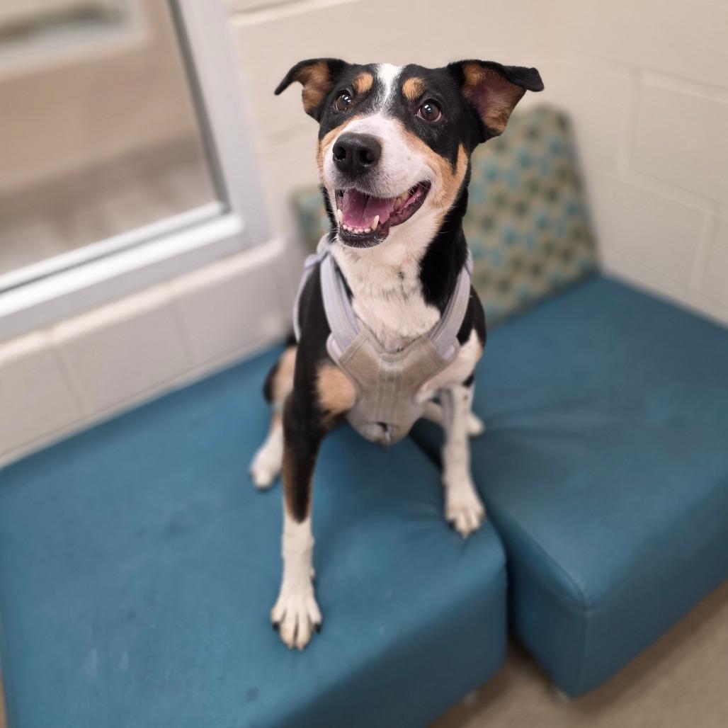 Enlarge Buck, a Adoptable Hound in Chatham, VA image 3/6