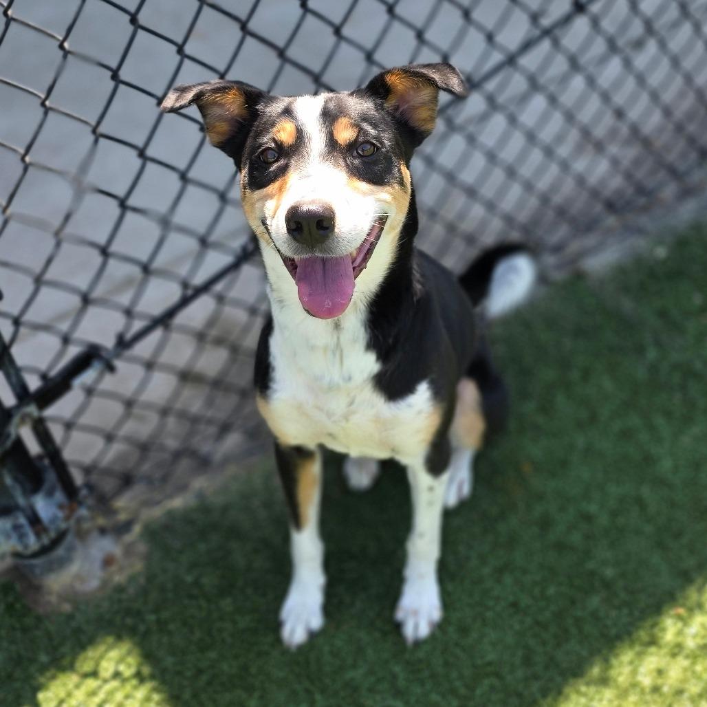 Enlarge Buck, a Adoptable Hound in Chatham, VA image 4/6