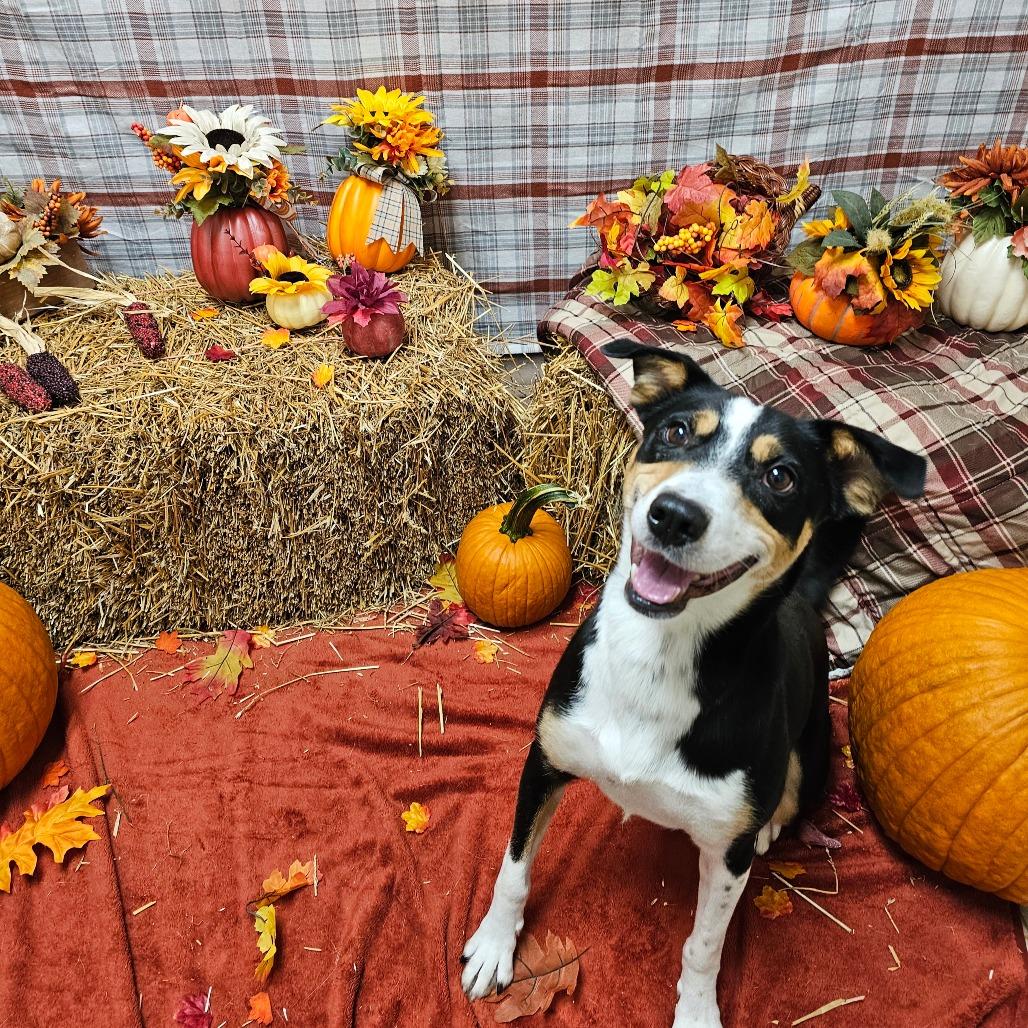 Enlarge Buck, a Adoptable Hound in Chatham, VA image 2/3