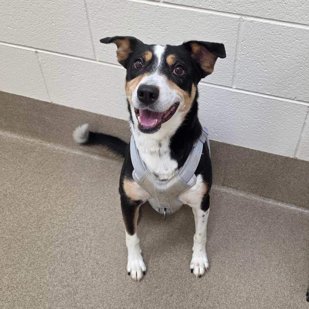 Enlarge Buck, a Adoptable Hound in Chatham, VA image 5/6