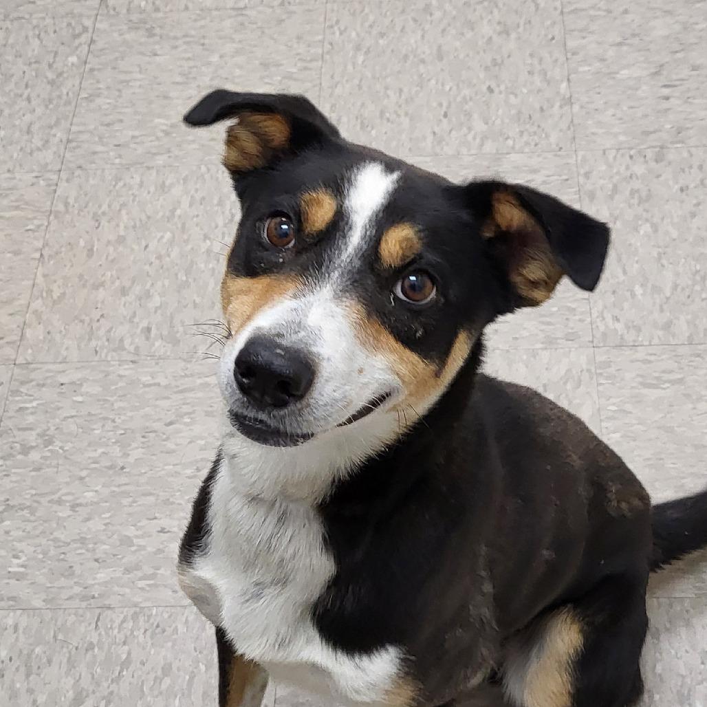 Enlarge Buck, a Adoptable Hound in Chatham, VA image 3/3