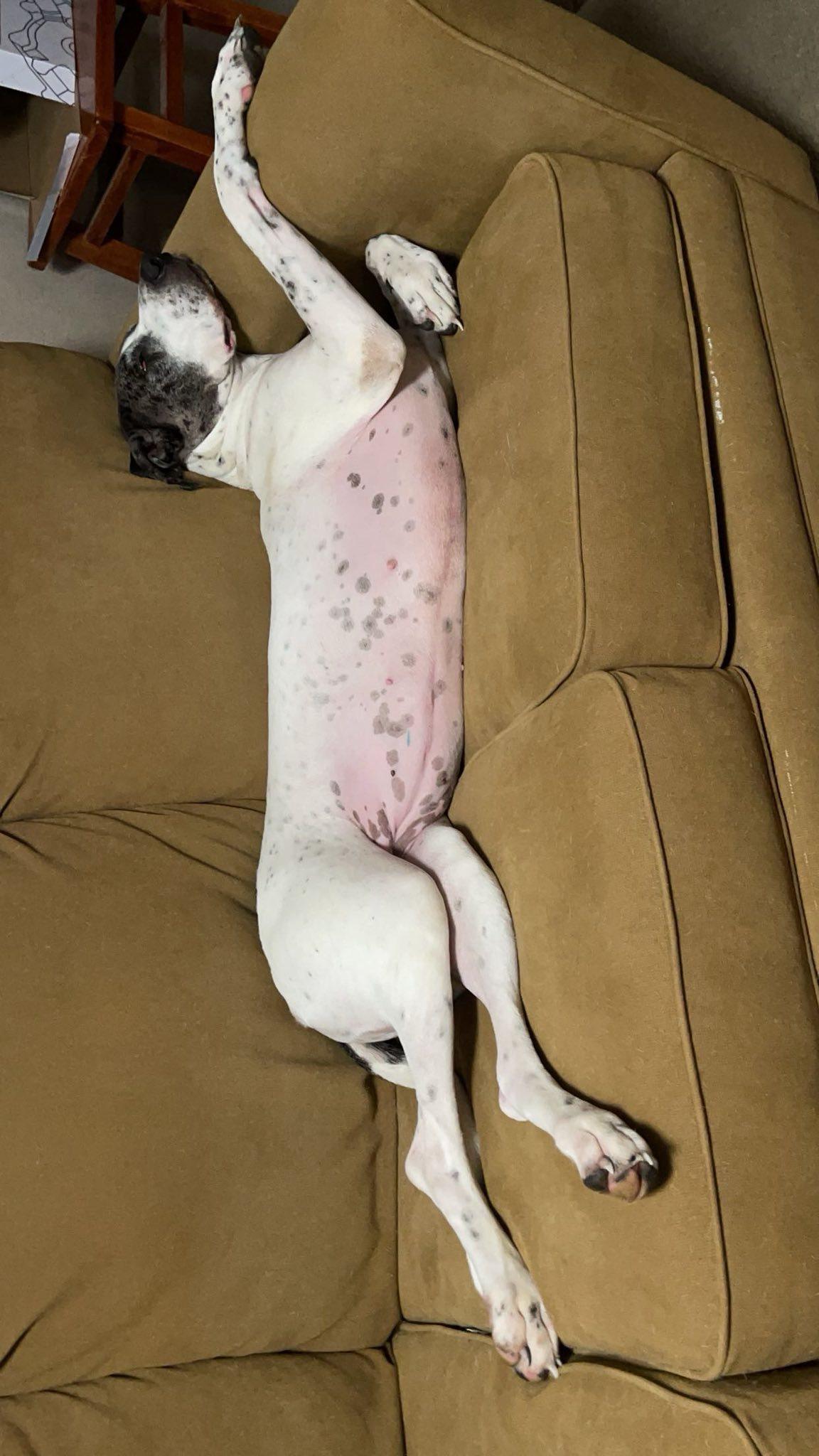 Luna, Adopted, Adult Female Great Dane.