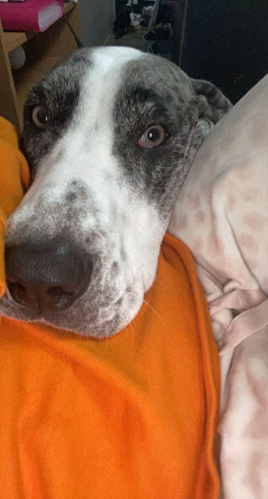 Luna, a Adopted Great Dane in Austin, TX image 2/5