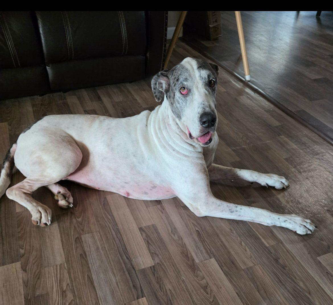 Luna, a Adopted Great Dane in Austin, TX image 3/5