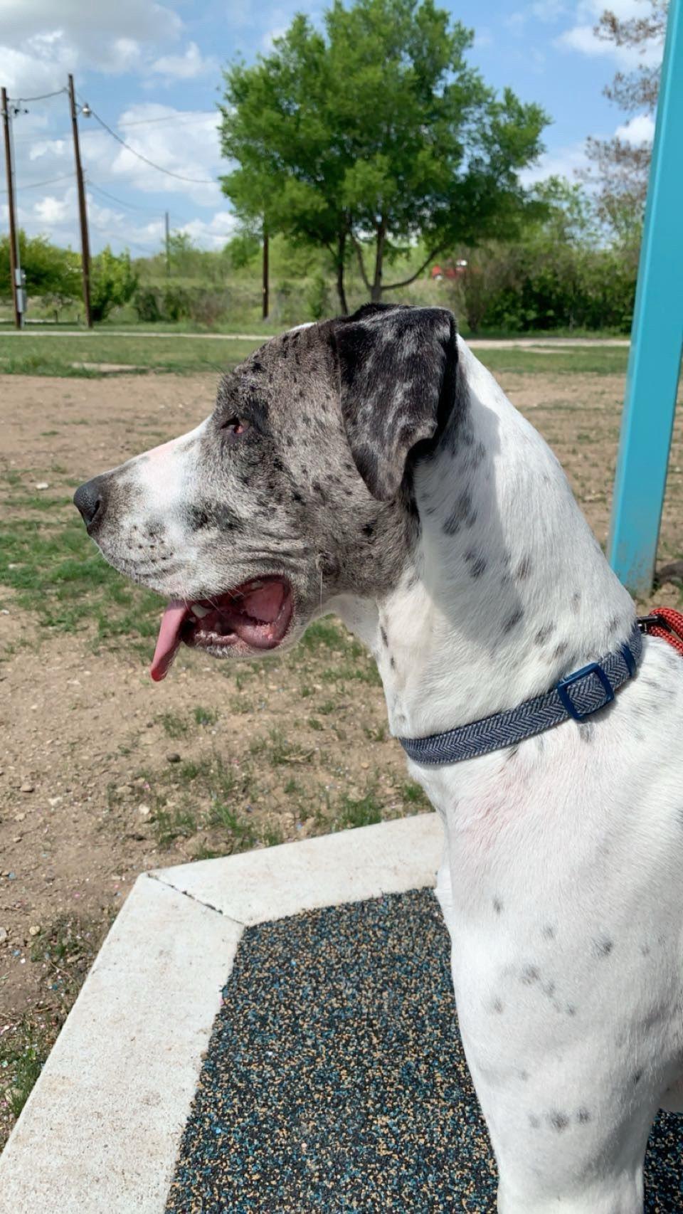 Luna, a Adopted Great Dane in Austin, TX image 4/5