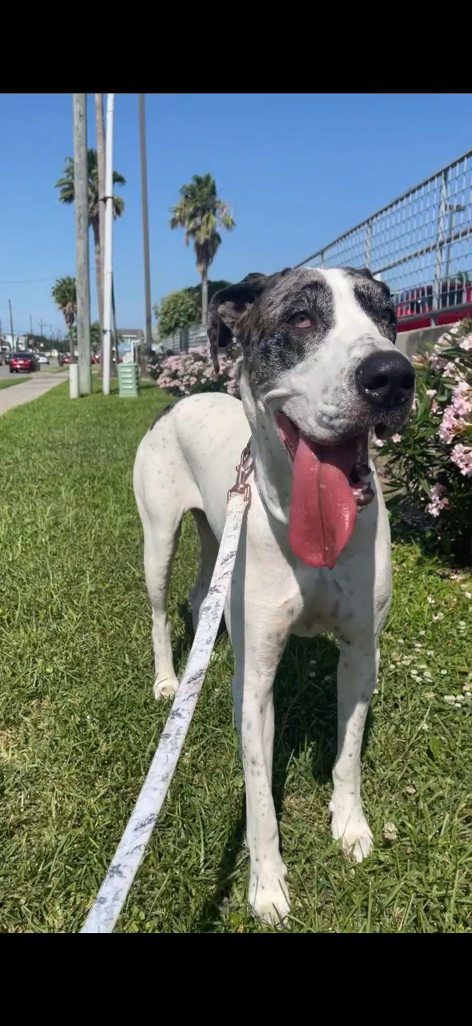 Luna, a Adopted Great Dane in Austin, TX image 5/5
