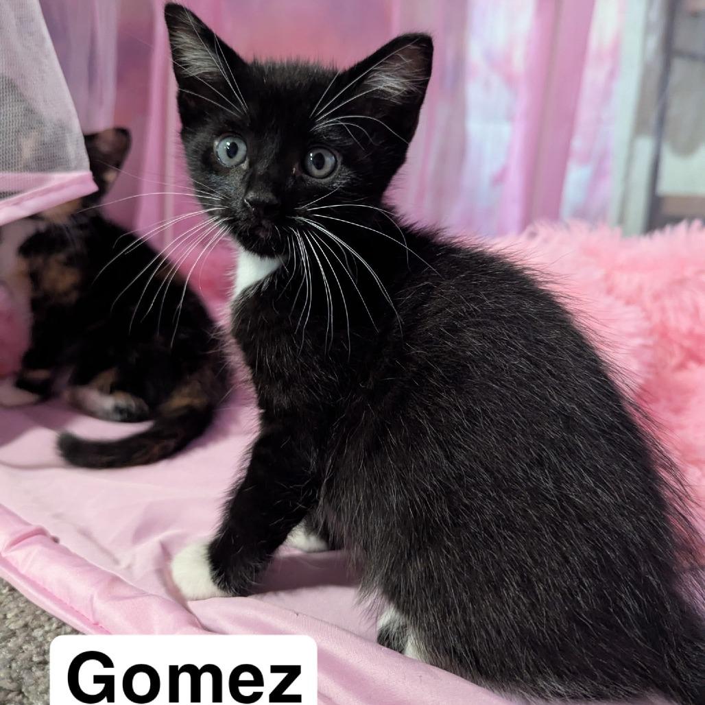 Gomez
