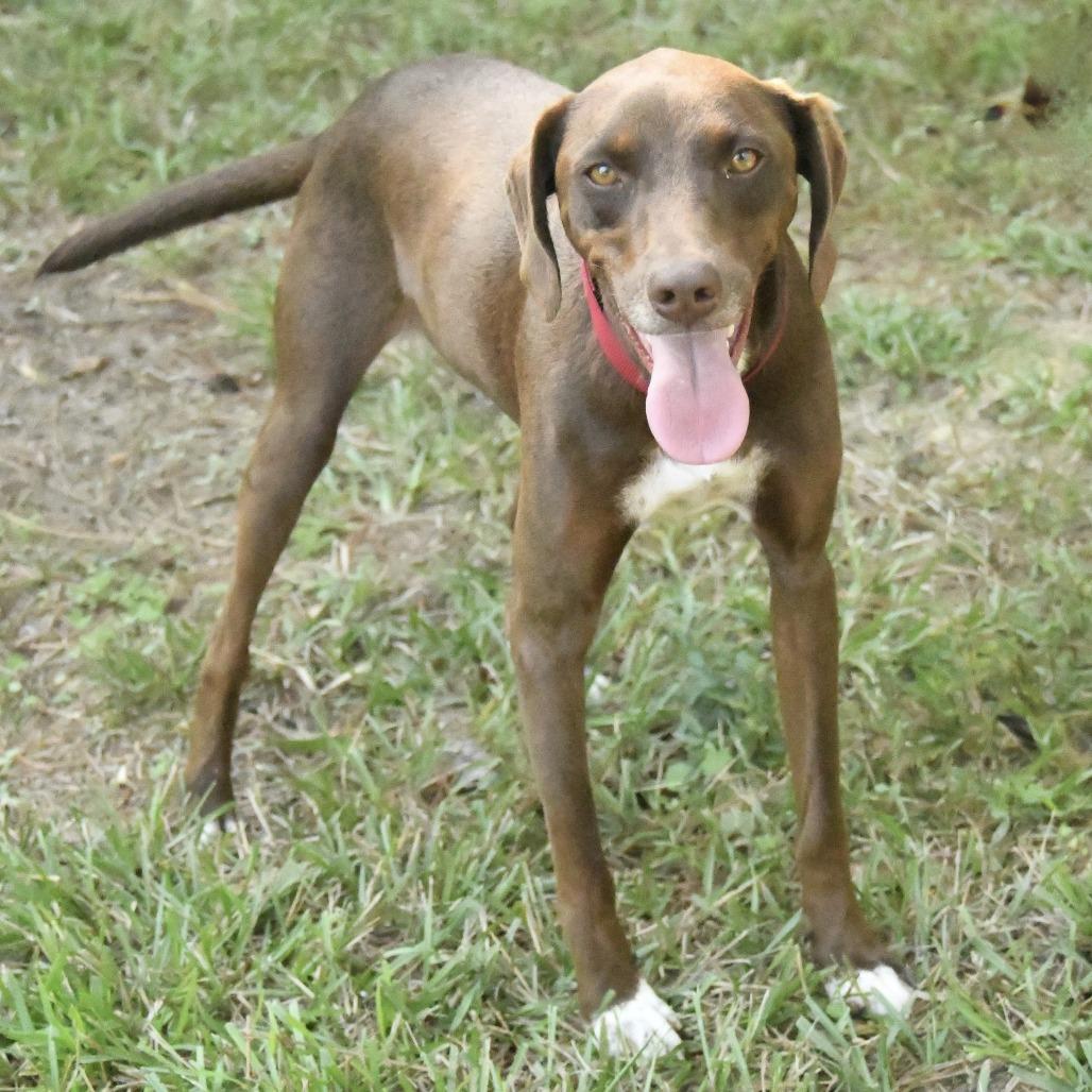 Duke, Adoptable, Adult Male Hound.