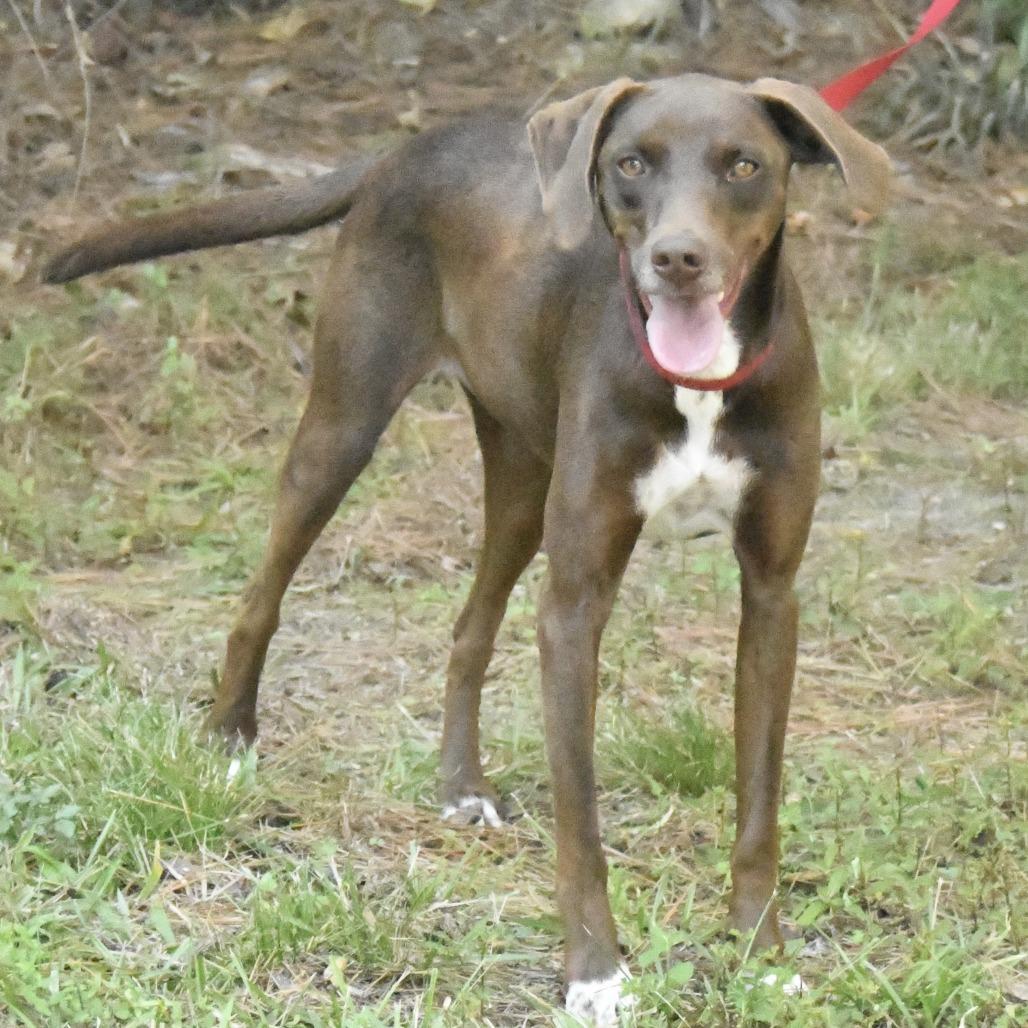 Enlarge Duke, a Adoptable mixed breed in Natchez, MS image 2/5