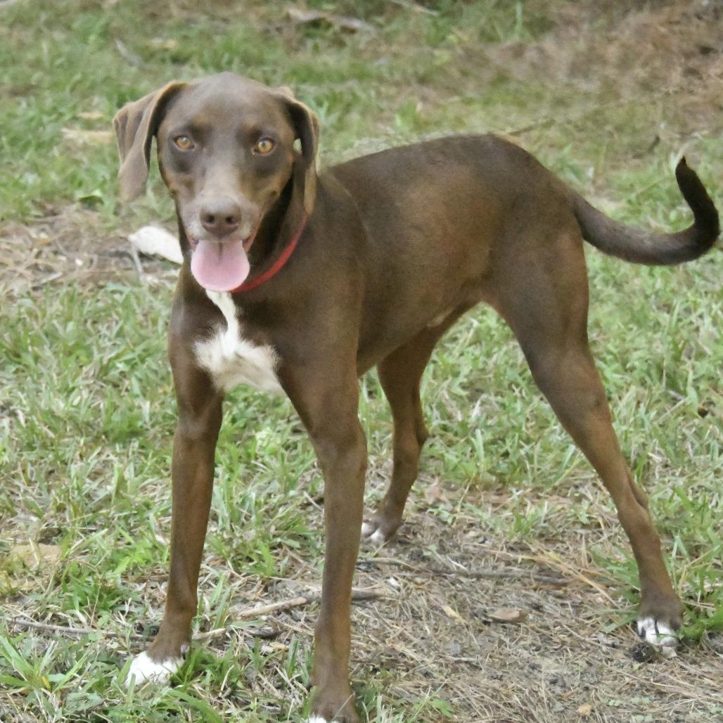 Enlarge Duke, a Adoptable mixed breed in Natchez, MS image 3/5