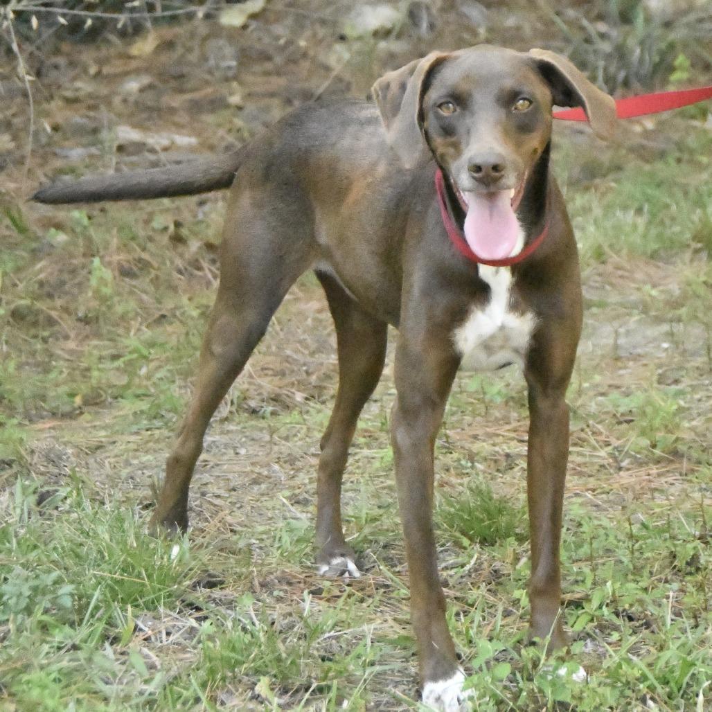 Enlarge Duke, a Adoptable mixed breed in Natchez, MS image 4/5