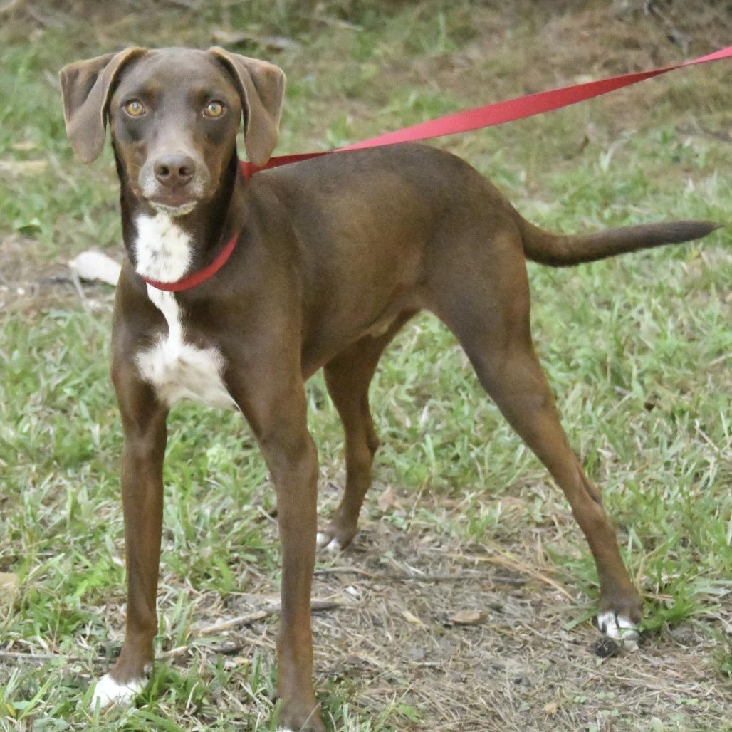 Enlarge Duke, a Adoptable mixed breed in Natchez, MS image 5/5