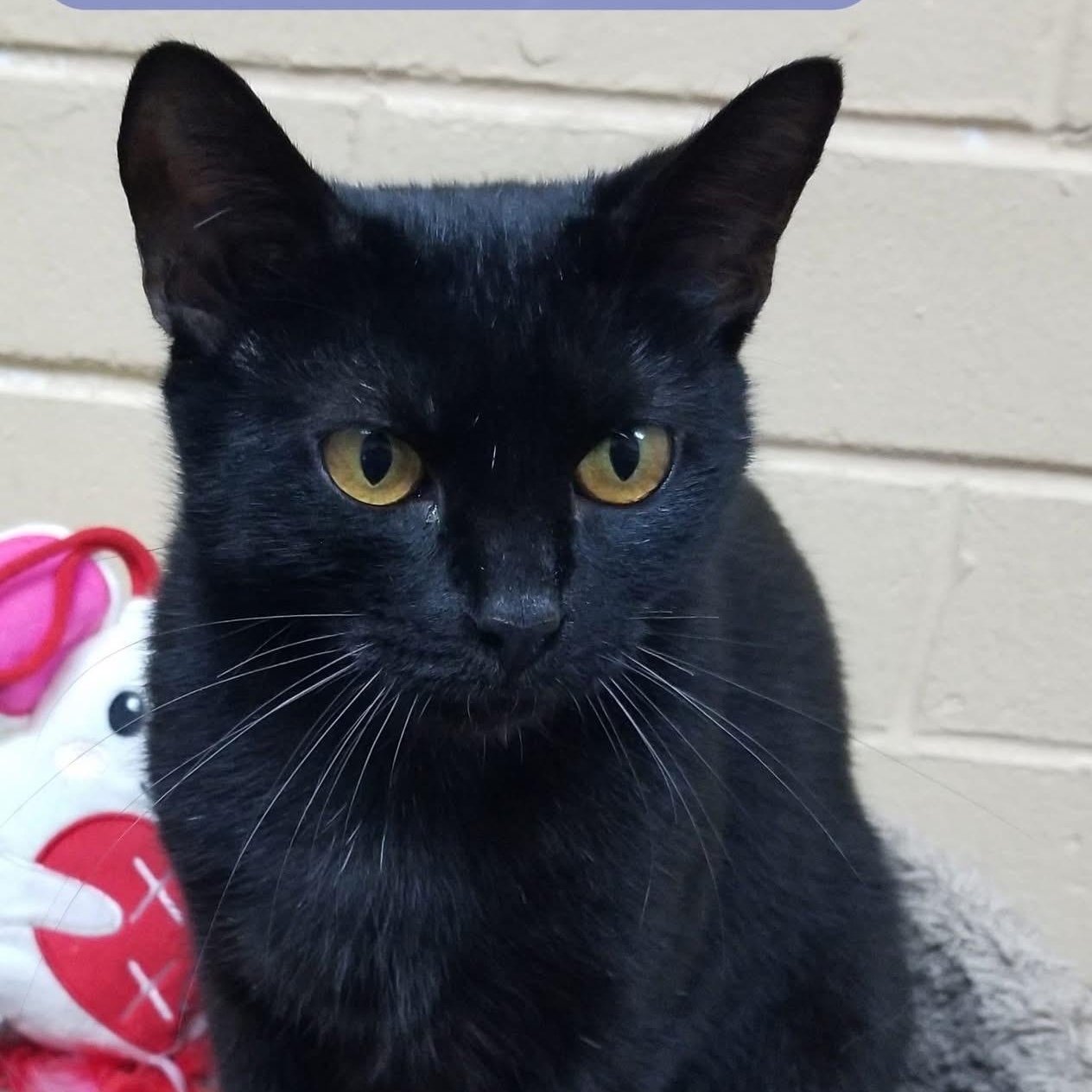 Enlarge Felina, a ADOPTABLE Domestic Short Hair in New Port Richey, FL image 1/2