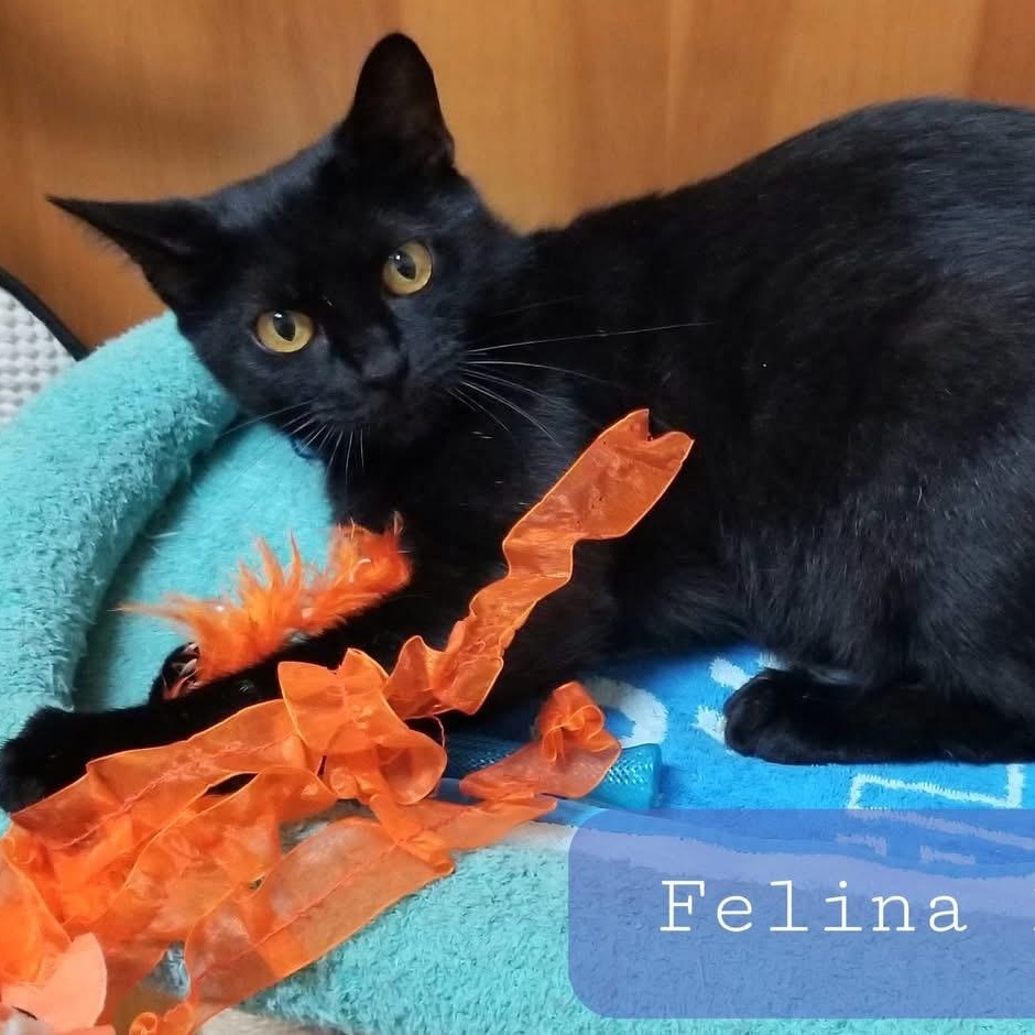Felina, an adopted Domestic Short Hair in New Port Richey, FL image 1/3