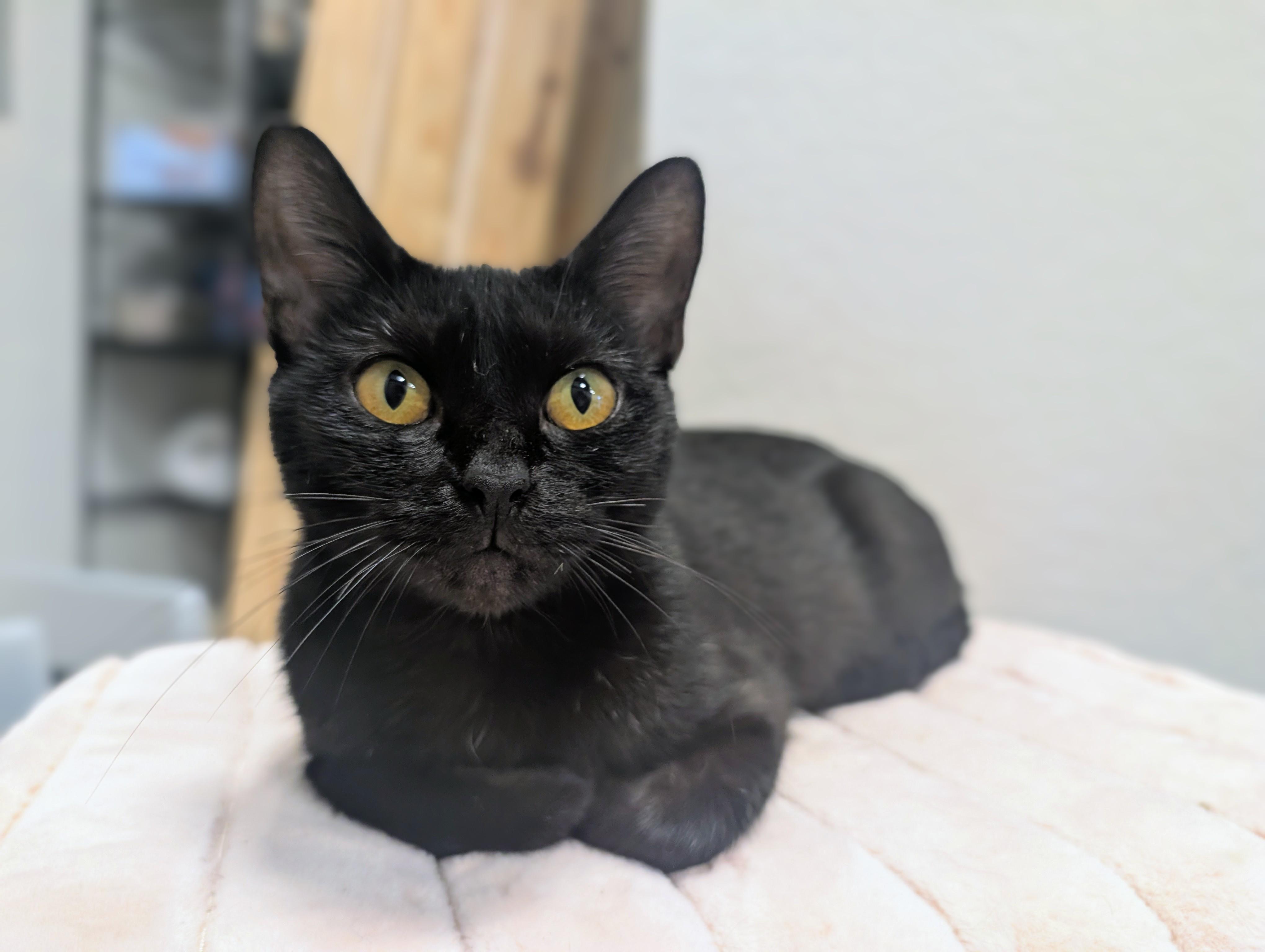 Felina, ADOPTABLE, Young Female Domestic Short Hair.