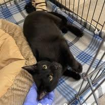 Enlarge Saturn Sass, an adoptable Domestic Short Hair in Winthrop, ME image 2/2