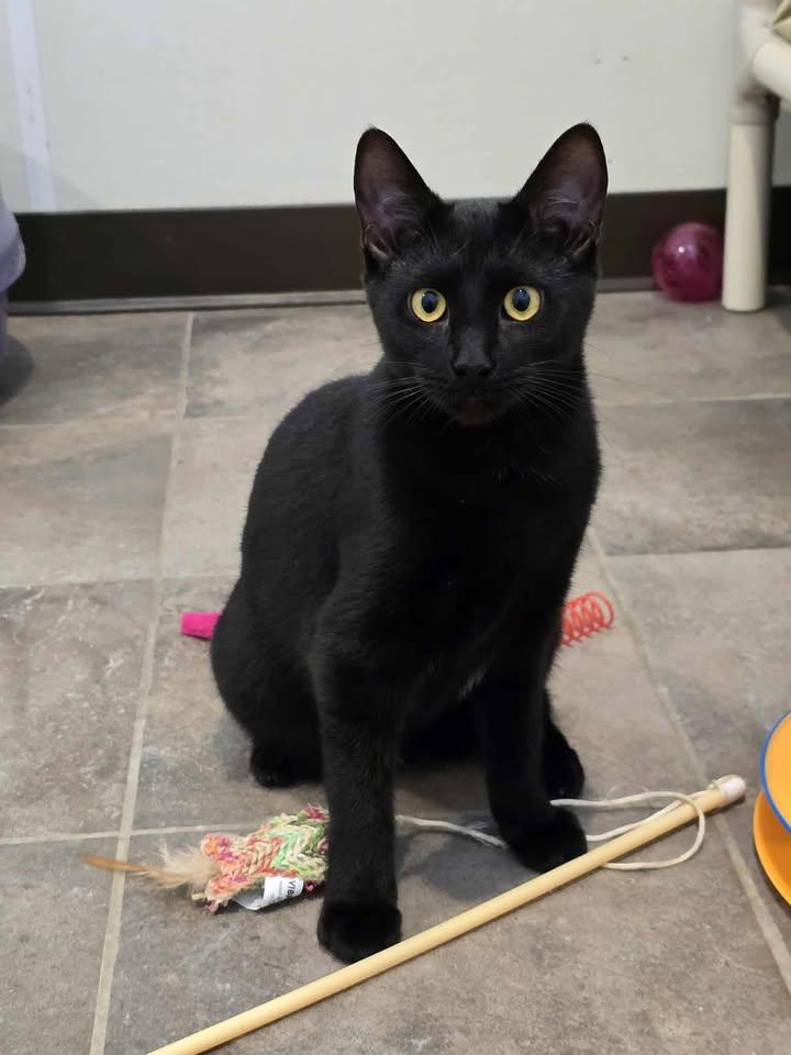 Saturn Sass, adoptable, Young Female Domestic Short Hair.