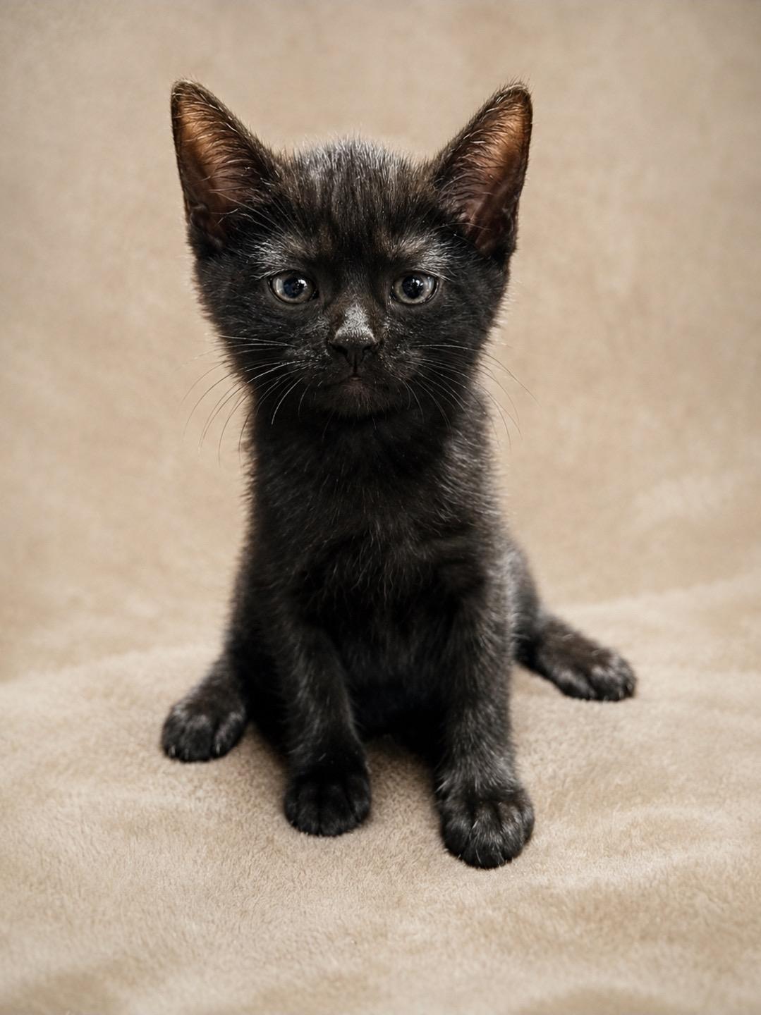Valkyrie, adopted, Kitten Female American Shorthair.