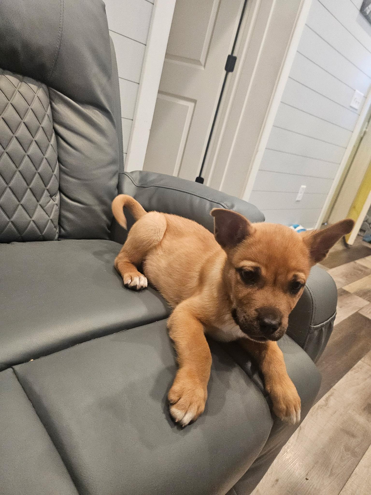 Enlarge Skooby, a ADOPTABLE mixed breed in Yukon, OK image 3/3