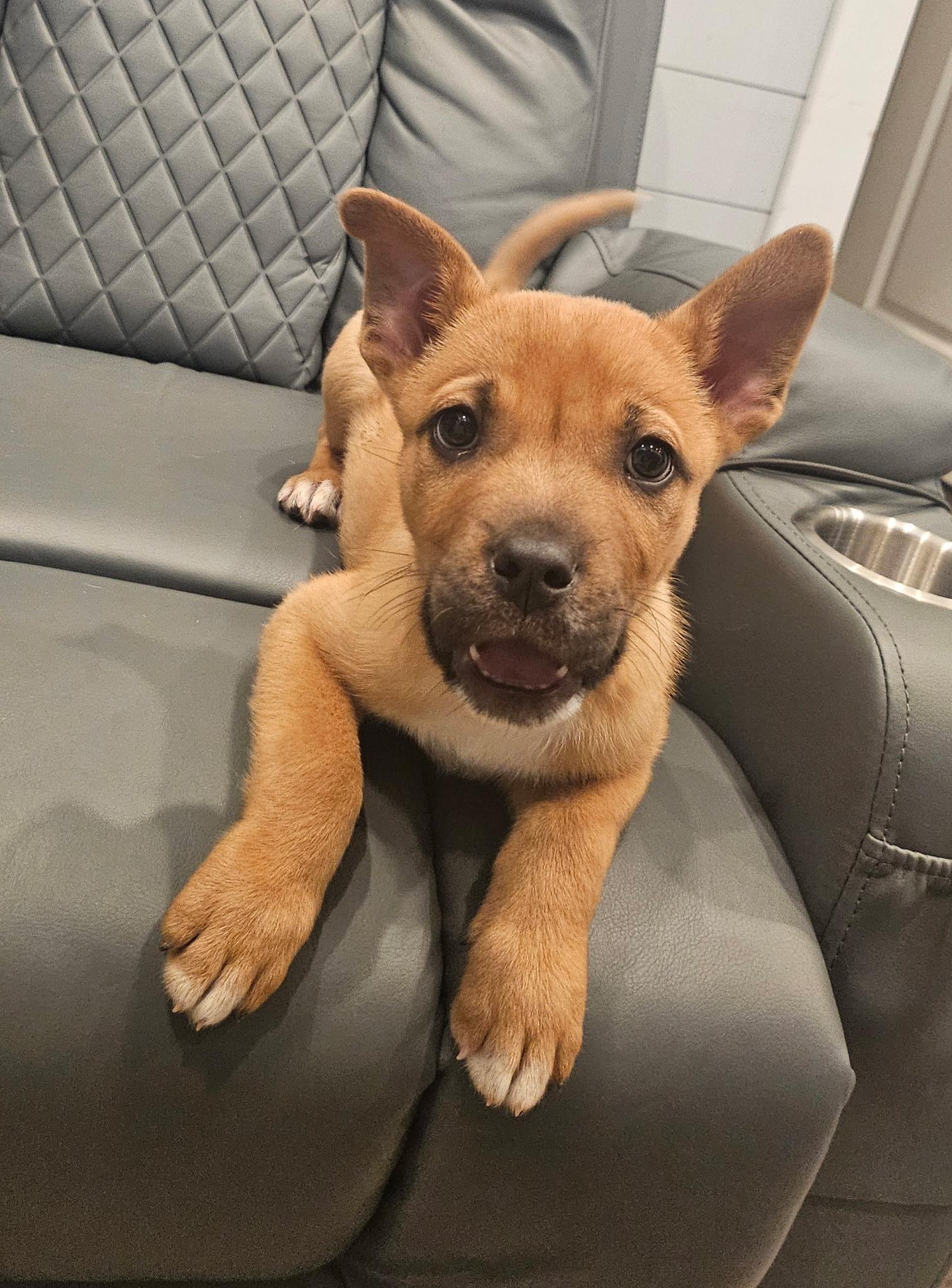 Enlarge Skooby, a ADOPTABLE mixed breed in Yukon, OK image 1/3