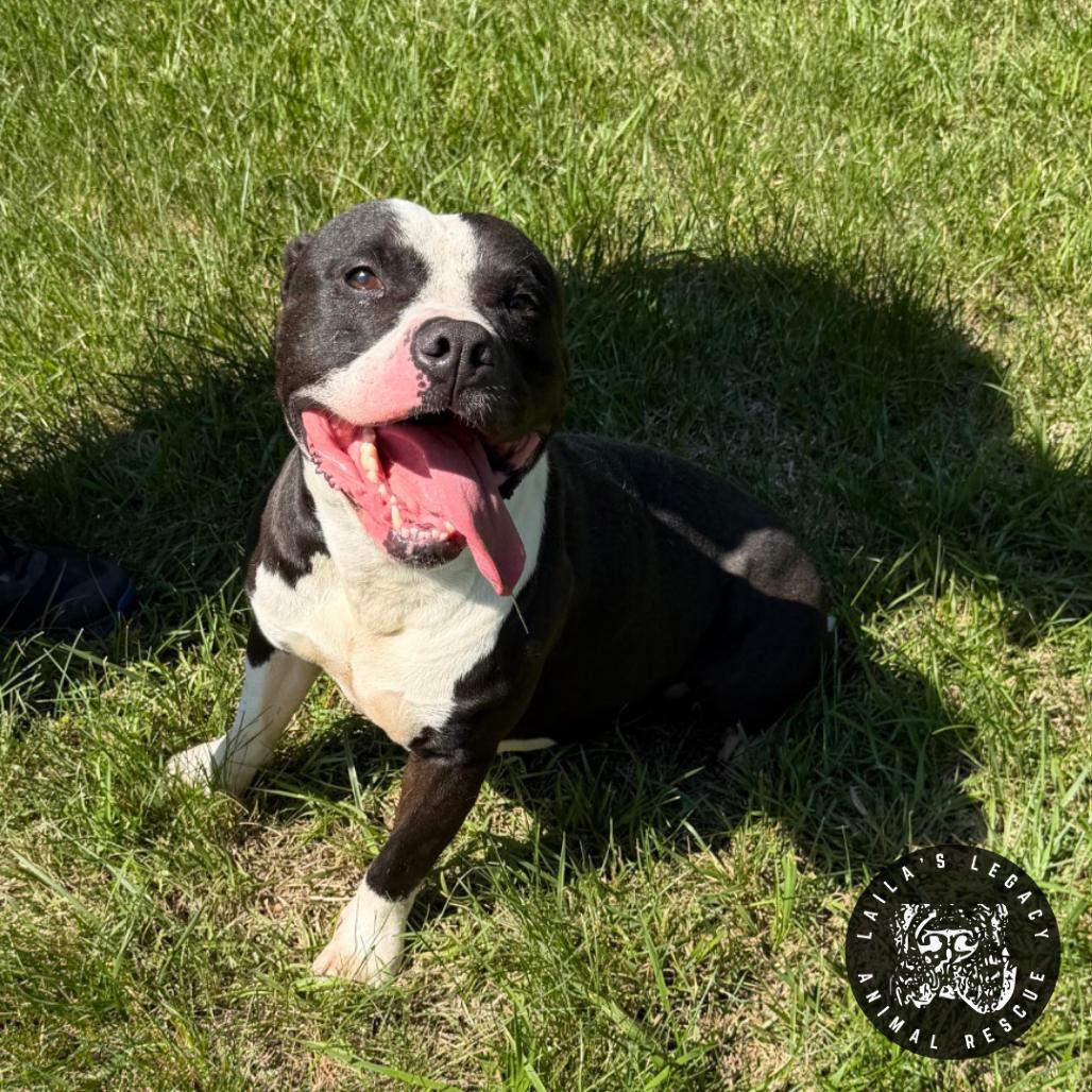 Leo, Adoptable, Adult Male Pit Bull Terrier & Mixed Breed.