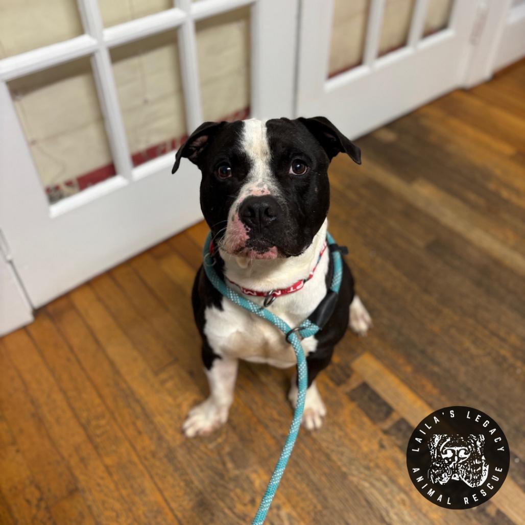 Enlarge Leo, a Adoptable mixed breed in Washington, DC image 2/6