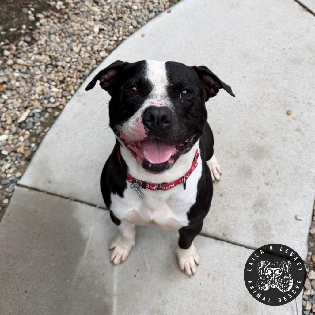 Enlarge Leo, a Adoptable mixed breed in Washington, DC image 3/6