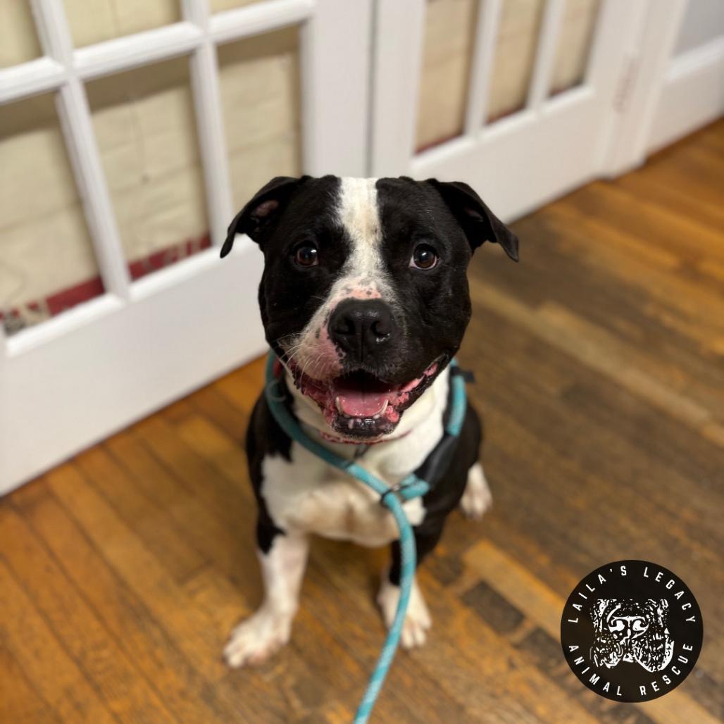 Enlarge Leo, a Adoptable mixed breed in Washington, DC image 4/6