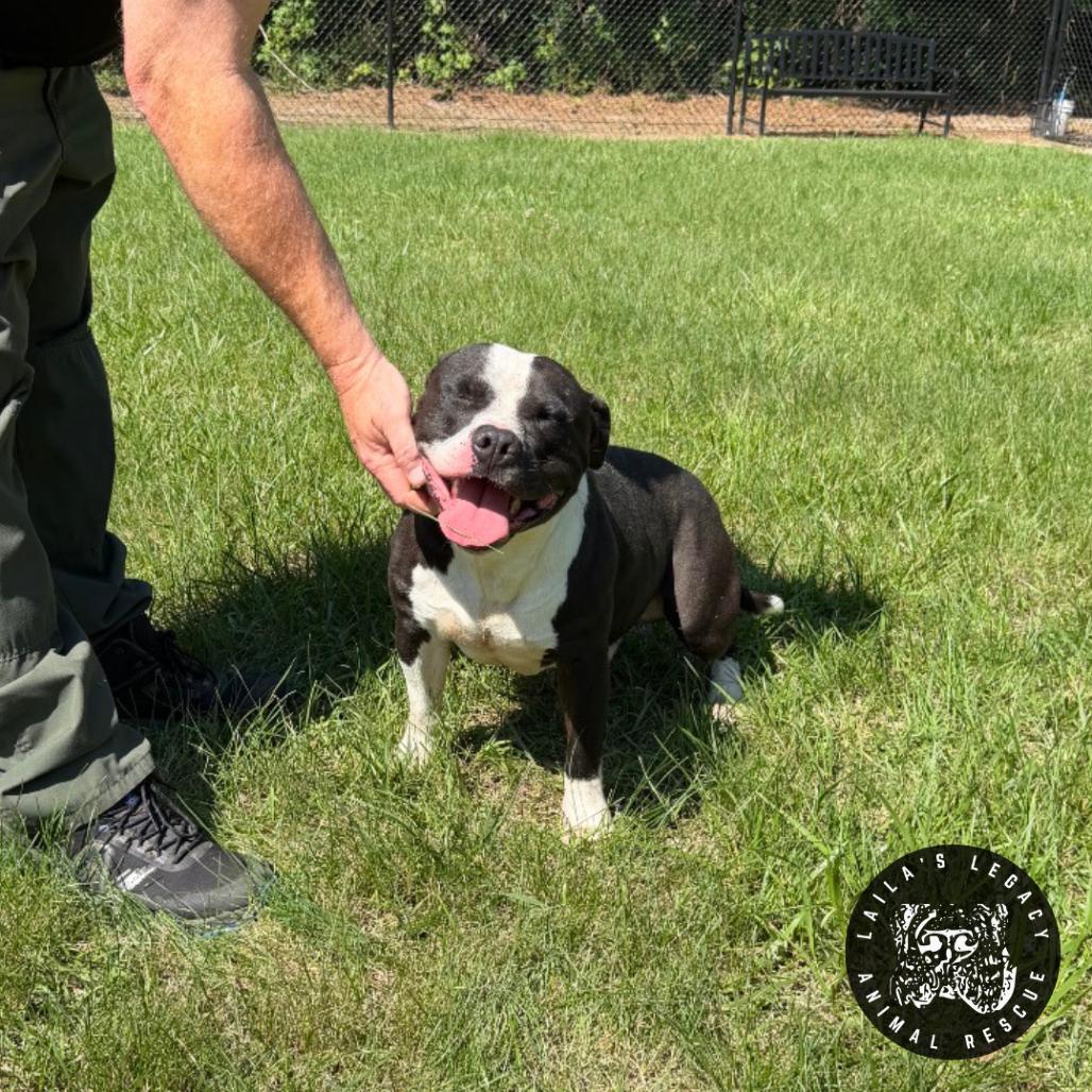 Enlarge Leo, a Adoptable mixed breed in Washington, DC image 5/6