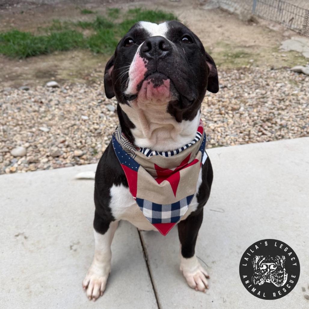Enlarge Leo, a Adoptable mixed breed in Washington, DC image 6/6