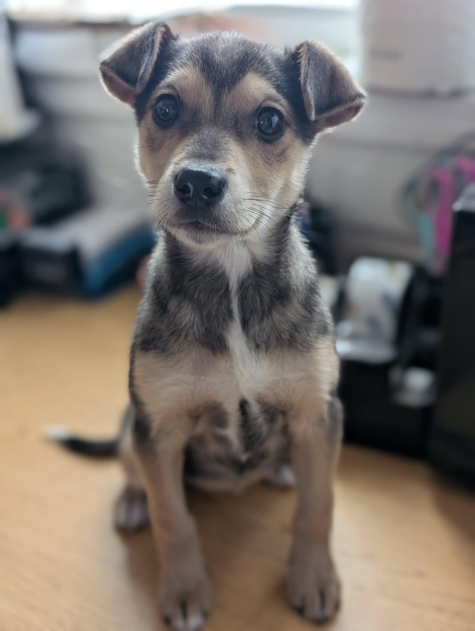 Enlarge Harlow, a ADOPTABLE mixed breed in Bethel, AK image 1/1