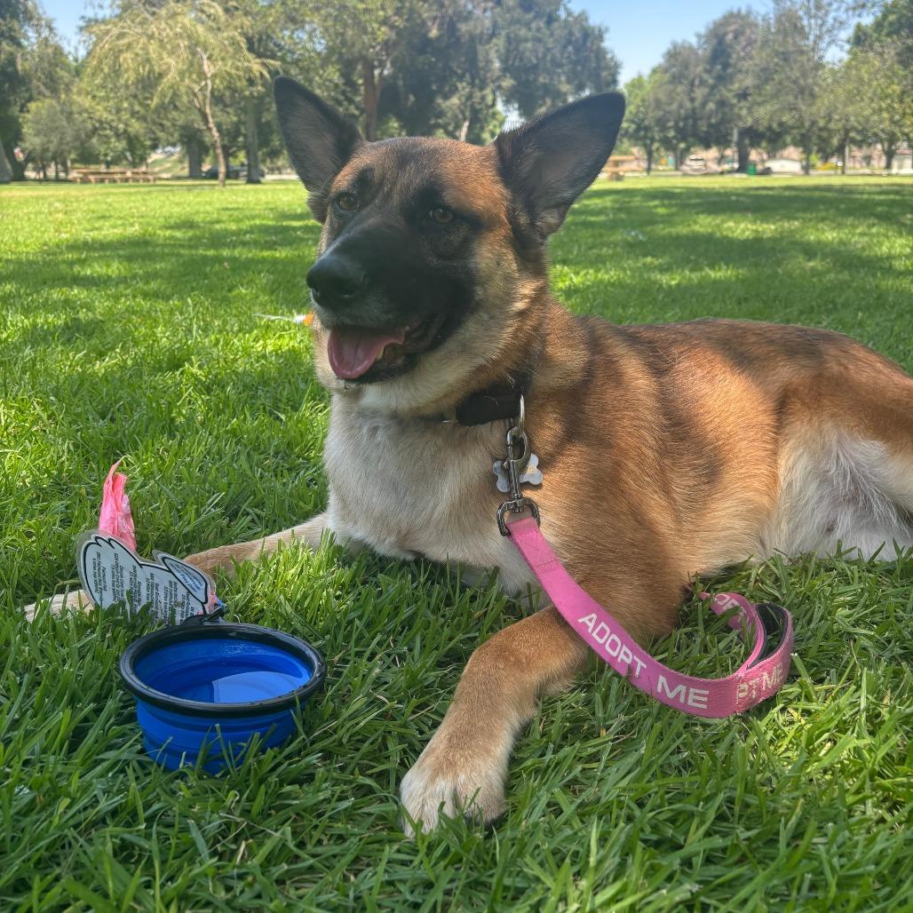 Itsy, a Adoptable mixed breed in Riverside, CA image 1/5