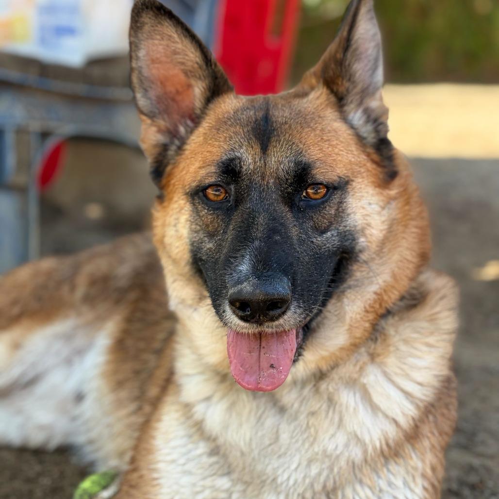 Enlarge Itsy, a Adoptable mixed breed in Riverside, CA image 2/6