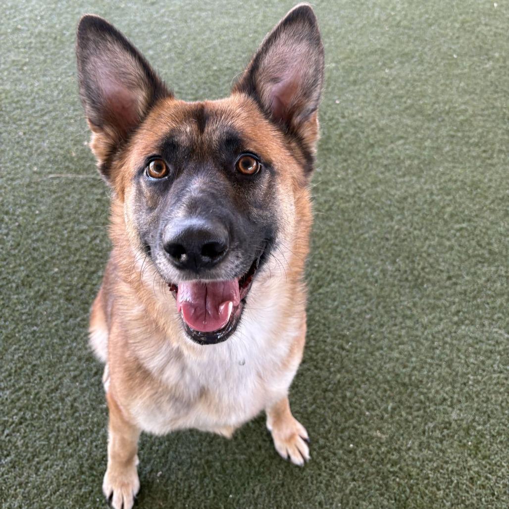 Itsy, a Adoptable mixed breed in Riverside, CA image 2/5