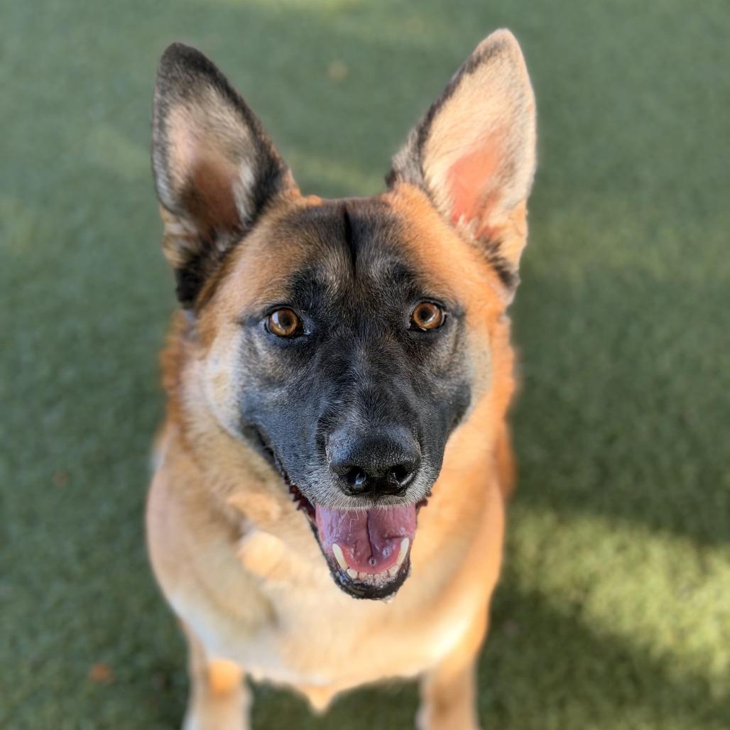 Enlarge Itsy, a Adoptable mixed breed in Riverside, CA image 1/6