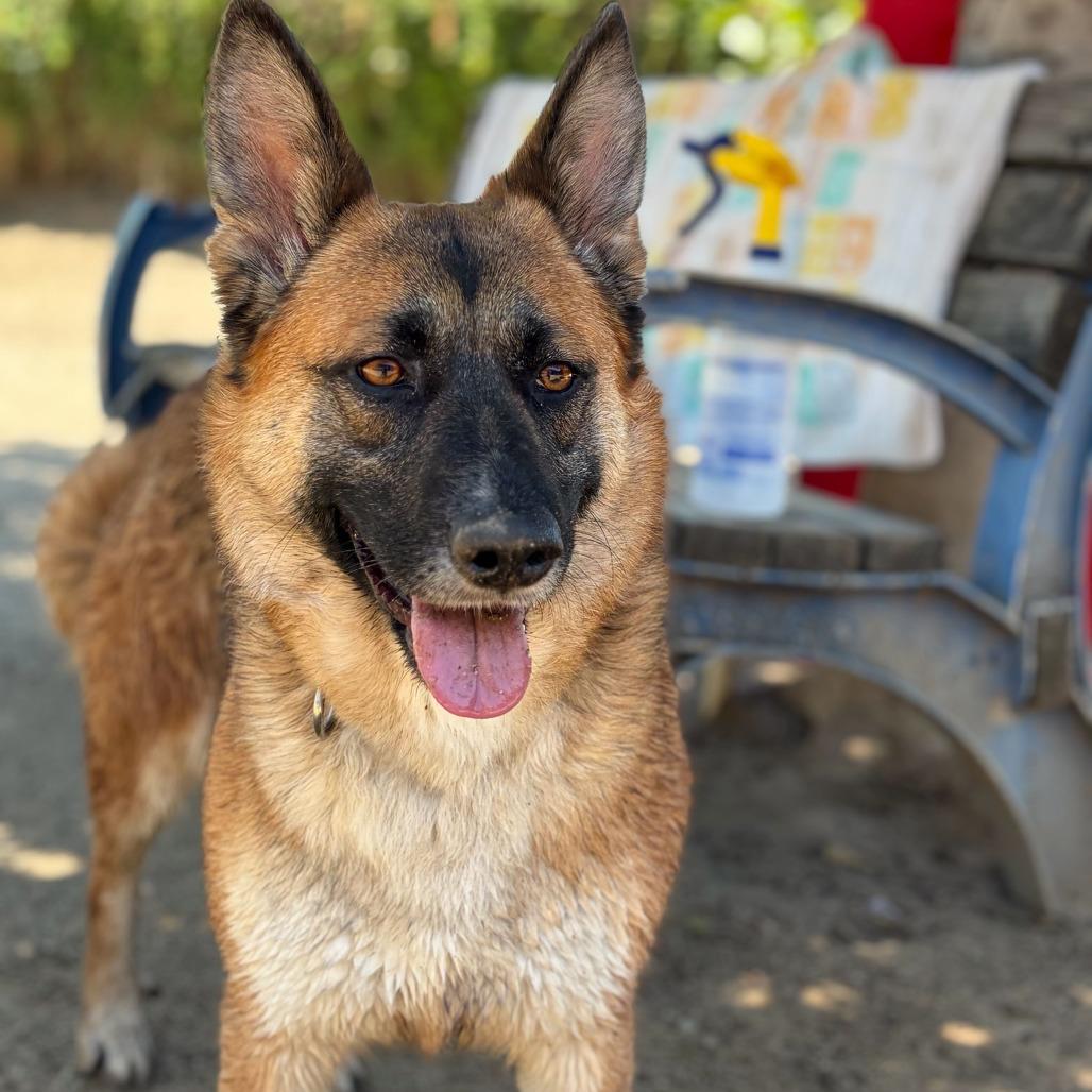 Enlarge Itsy, a Adoptable mixed breed in Riverside, CA image 3/6
