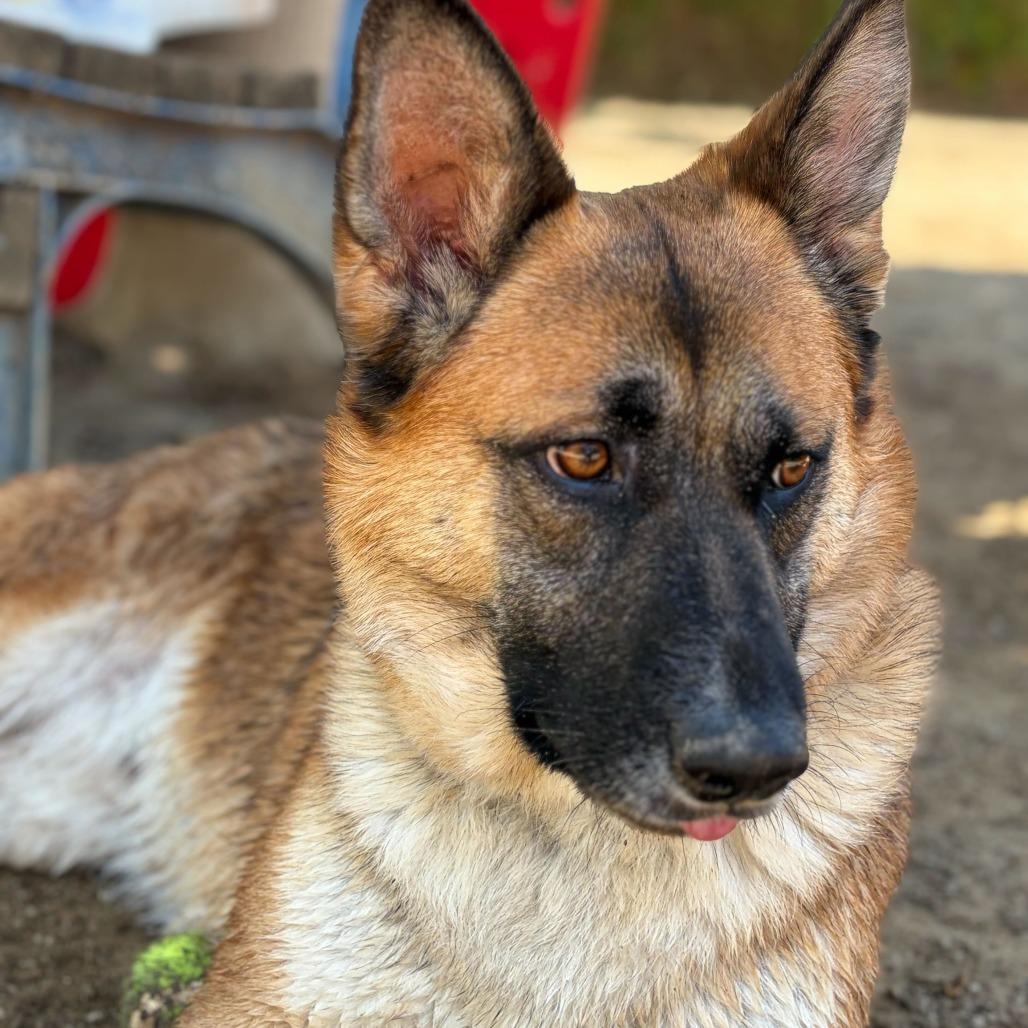 Enlarge Itsy, a Adoptable mixed breed in Riverside, CA image 4/6