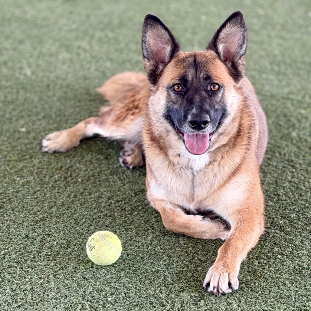 Itsy, a Adoptable mixed breed in Riverside, CA image 3/5