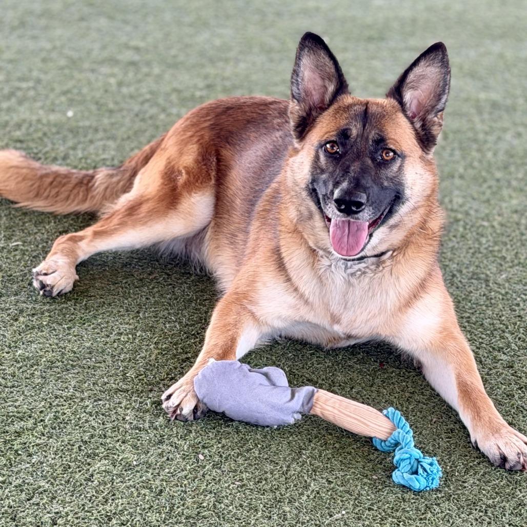 Itsy, a Adoptable mixed breed in Riverside, CA image 3/5