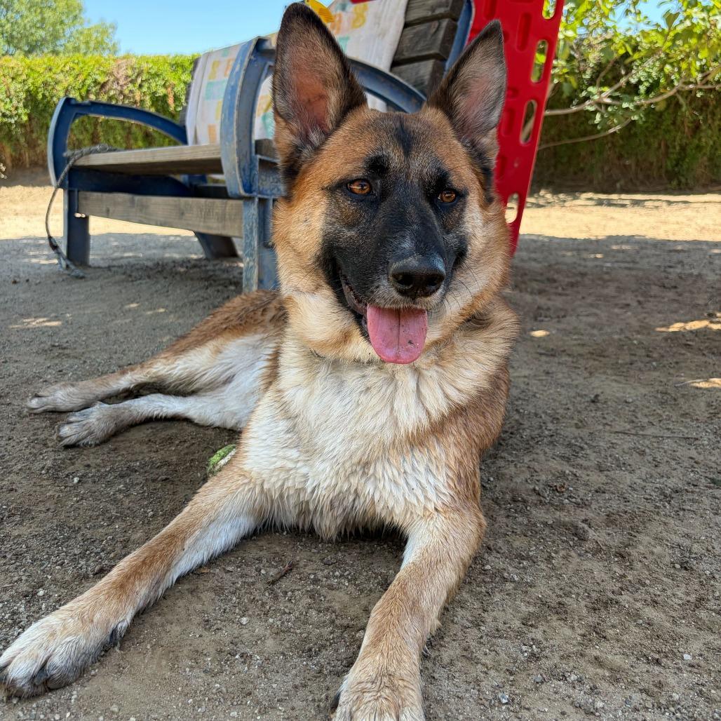 Enlarge Itsy, a Adoptable mixed breed in Riverside, CA image 6/6