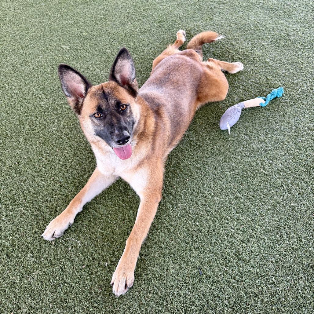 Enlarge Itsy, a Adoptable mixed breed in Riverside, CA image 3/6