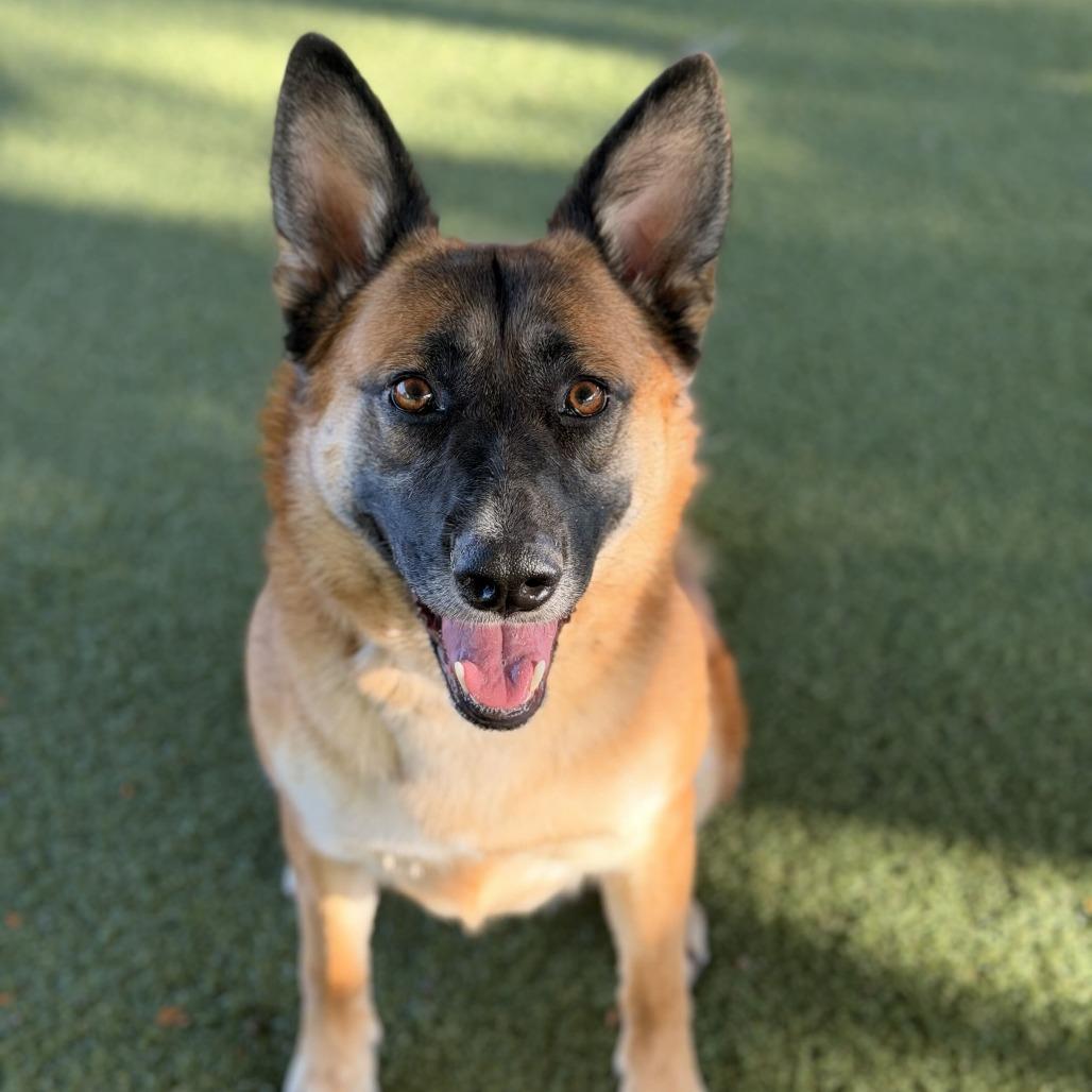 Enlarge Itsy, a Adoptable mixed breed in Riverside, CA image 4/6