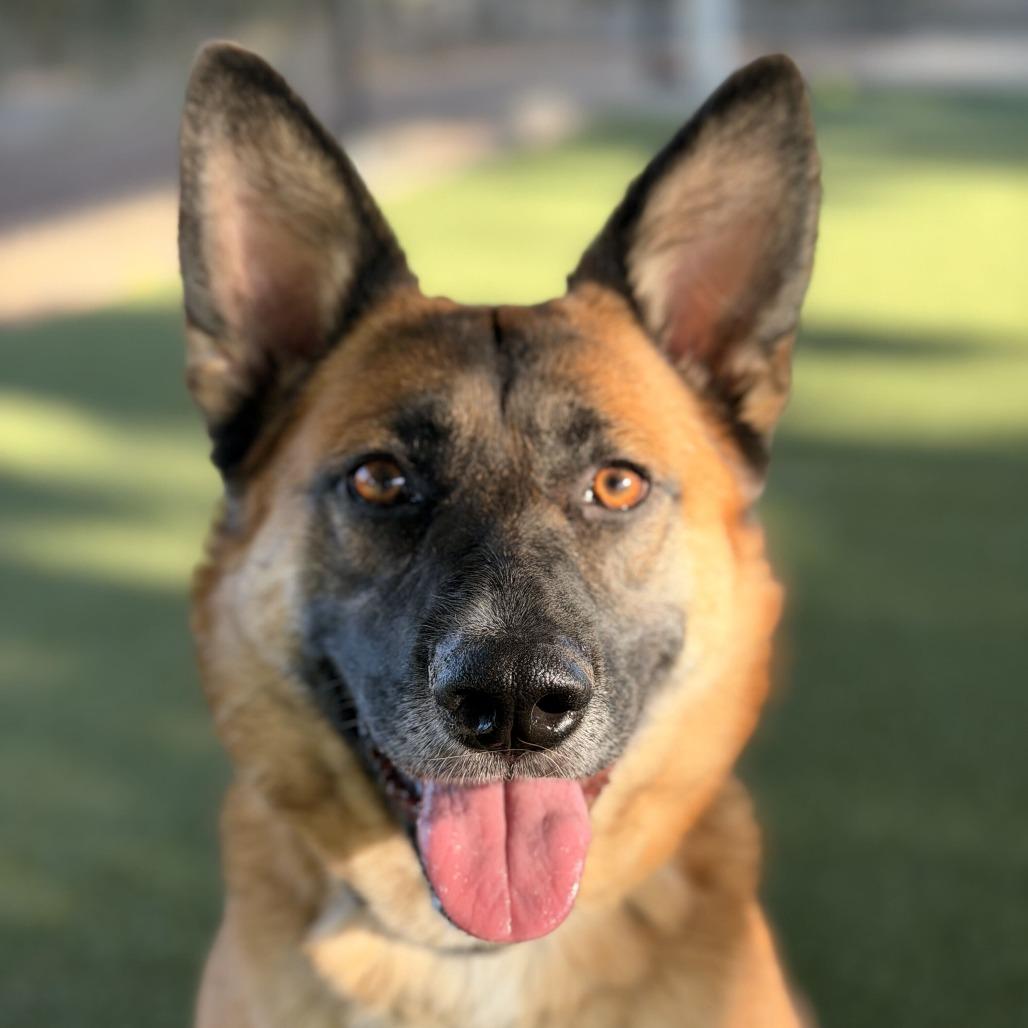 Enlarge Itsy, a Adoptable mixed breed in Riverside, CA image 5/6