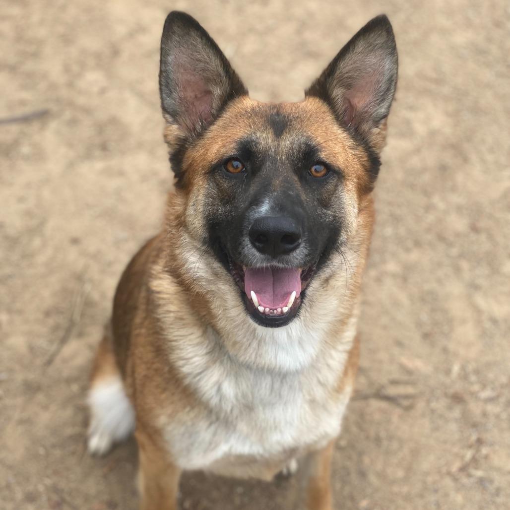 Itsy, a Adoptable mixed breed in Riverside, CA image 4/5