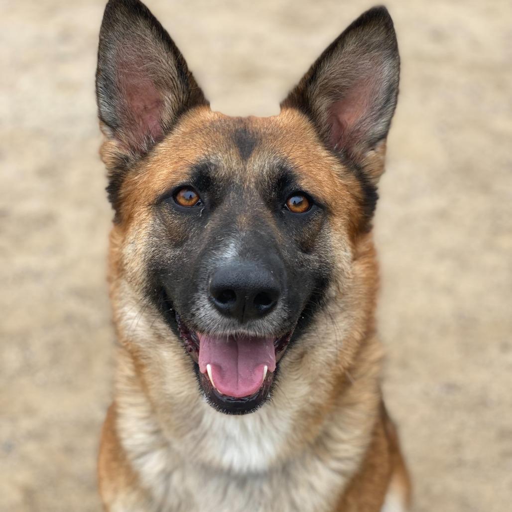 Itsy, a Adoptable mixed breed in Riverside, CA image 5/5