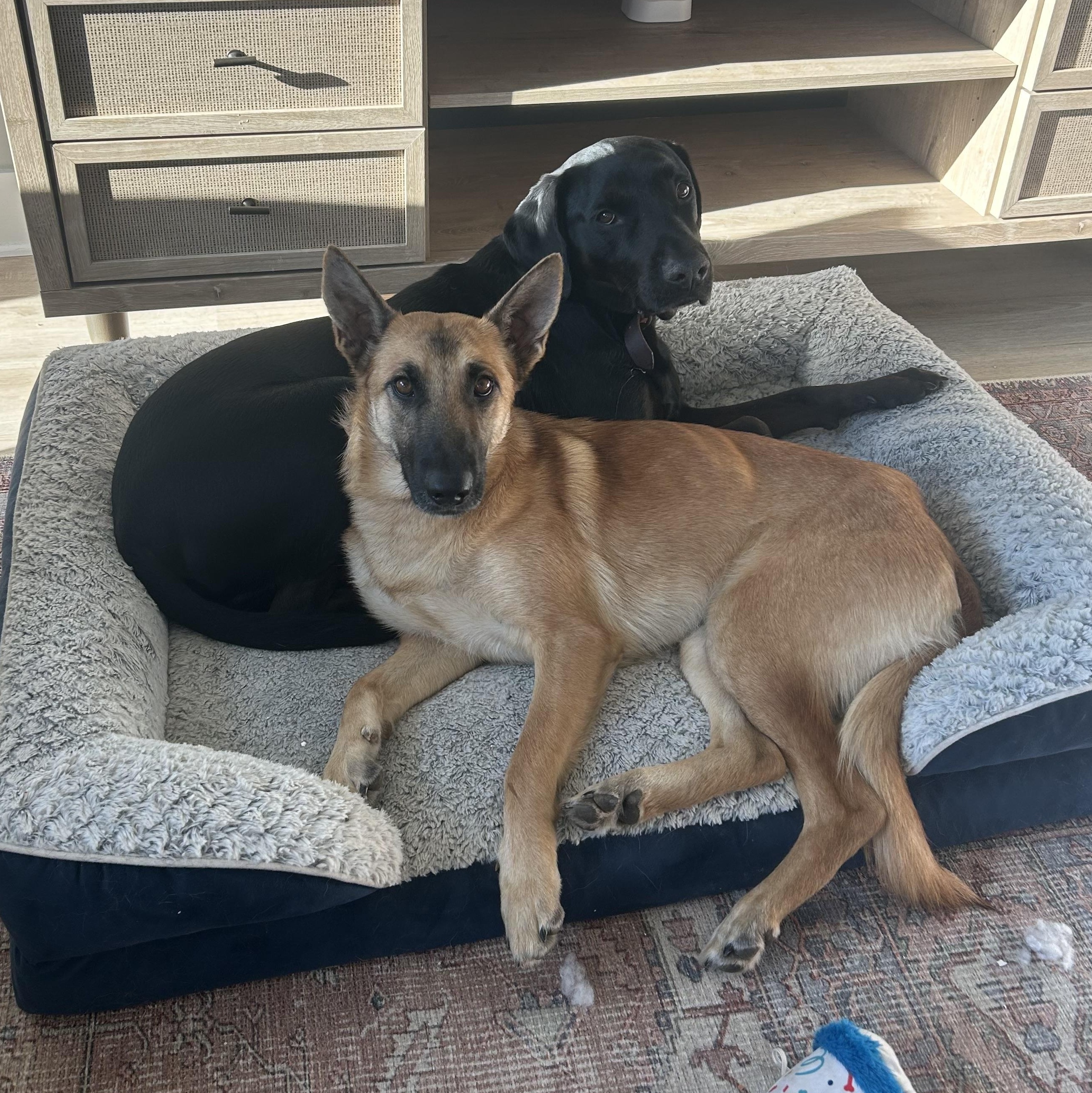 Willow, an adoptable mixed breed in Caldwell, TX image 2/5