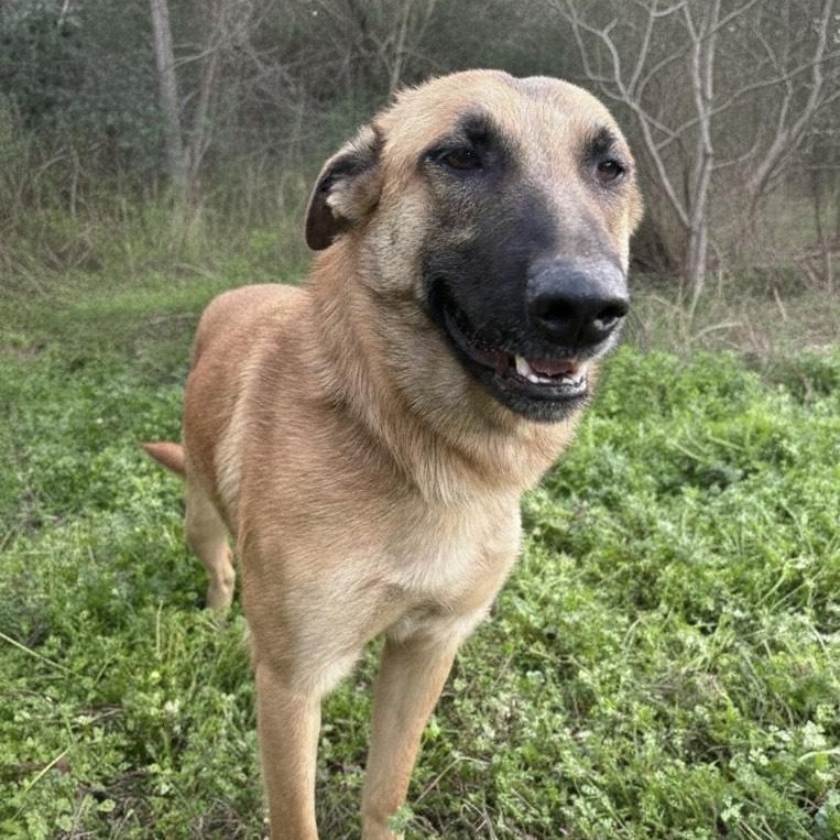 Willow, an adoptable mixed breed in Caldwell, TX image 5/5