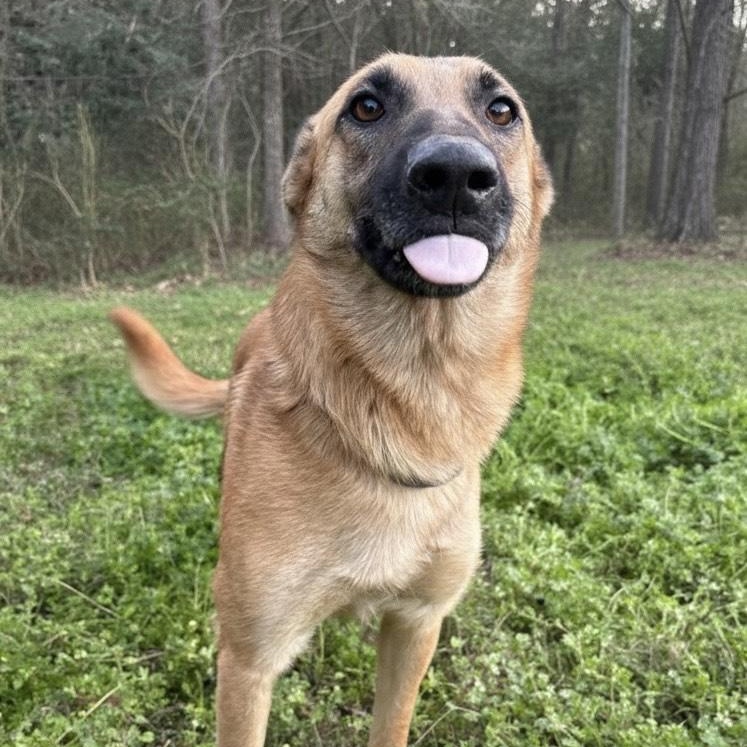 Willow, an adoptable mixed breed in Caldwell, TX image 1/5